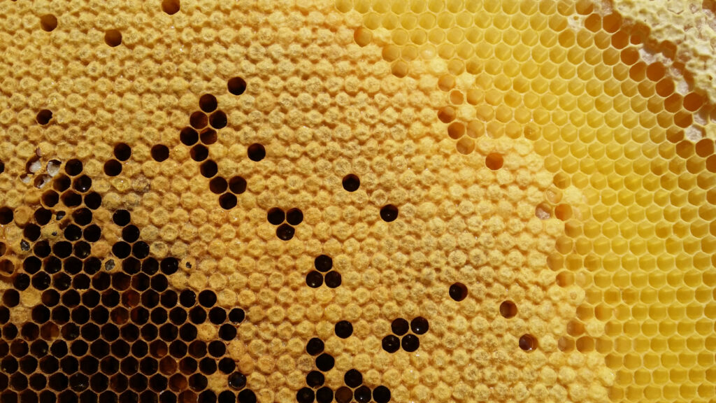 Brutwabe mit offener und verdeckelter Bienenbrut