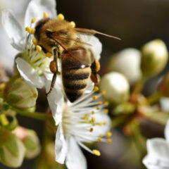Gelebte Nachhaltigkeit – Ein eigenes Bienenvolk