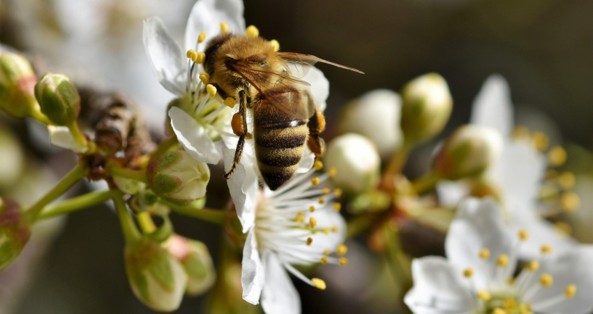 Gelebte Nachhaltigkeit – Ein eigenes Bienenvolk