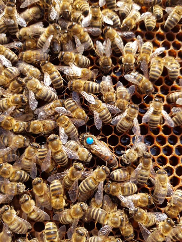Die Bienenkönigin ist gefunden