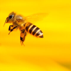 Frühlingserwachen bei den ESM-Bienen