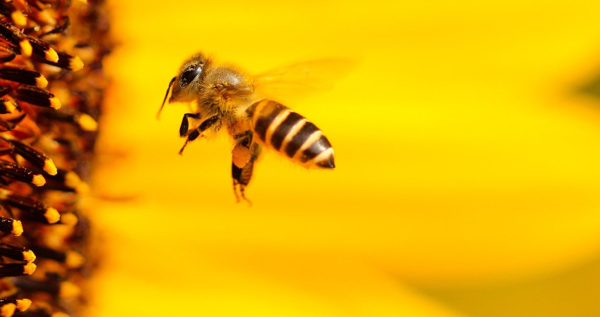 Frühlingserwachen bei den ESM-Bienen